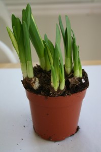 img_07431 I picked up this pot of daffodils at the grocery store for just $4.99. I'll show you three easy ways to make this plain pot of forced bulbs look like a small treasure.
