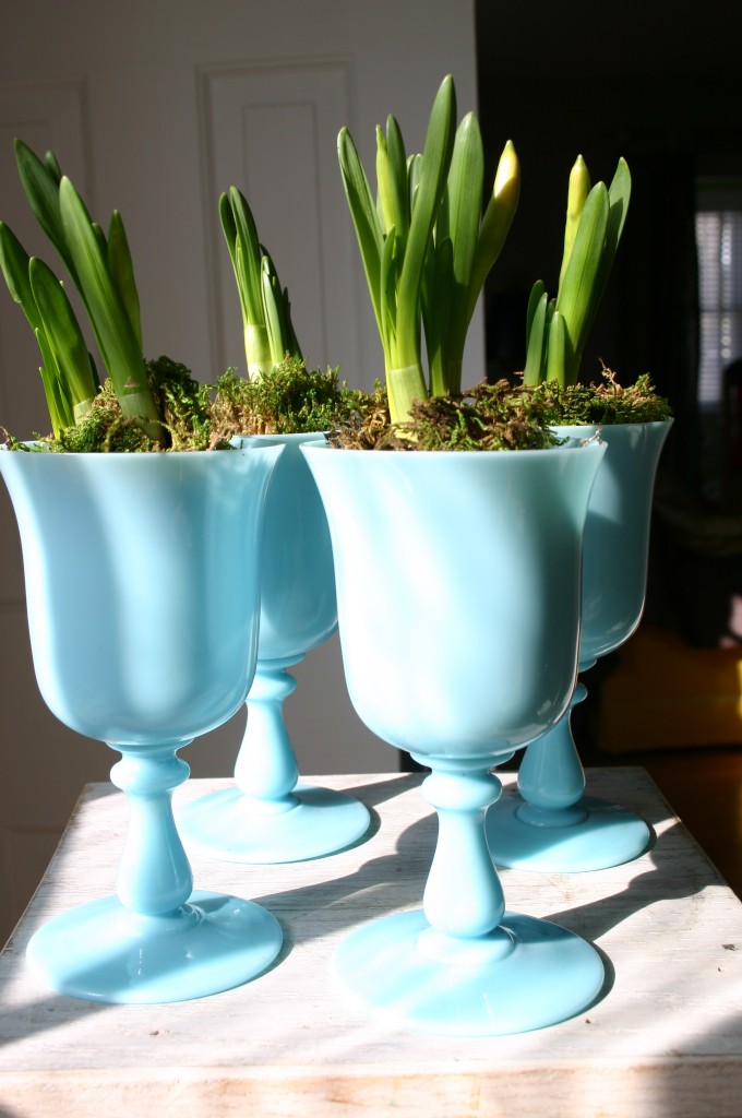 img_07673 Daffodils separated out and planted in individual vessels makes for more bang for the buck.