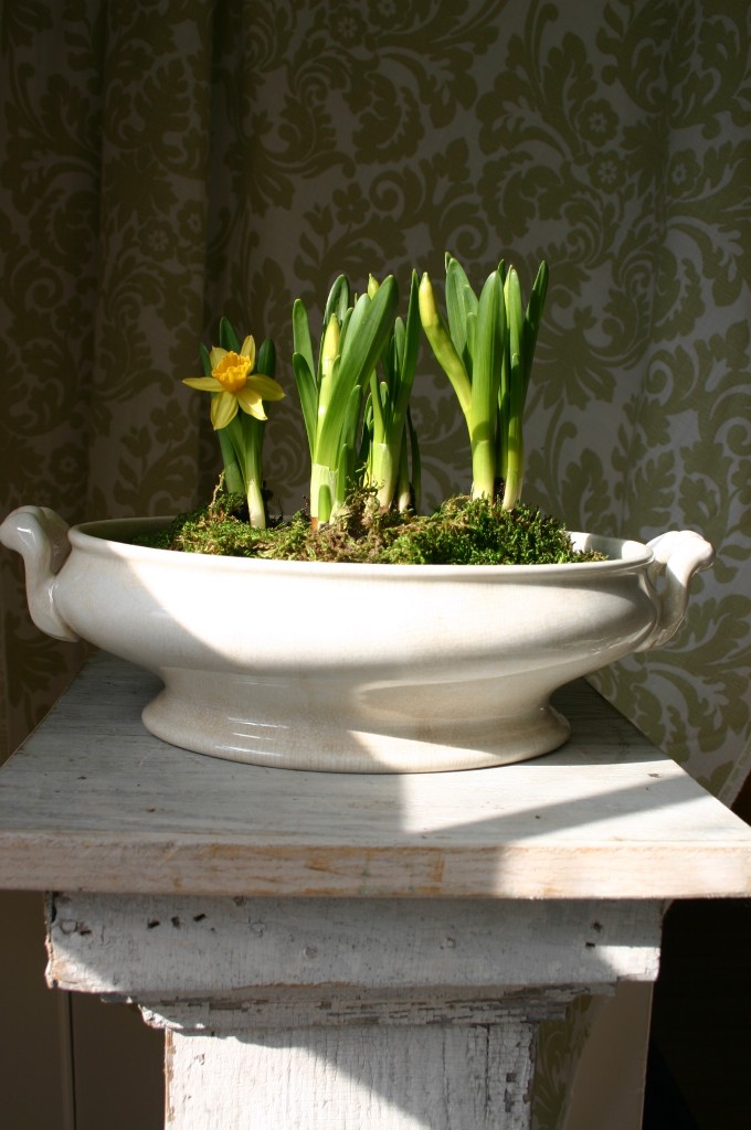 img_07793 An old gravy boat is given a fresh look once filled with life.
