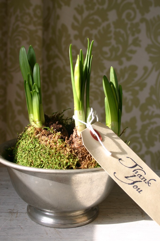 img_07891 Daffodils transplanted to and old pewter bowl make a great gift.