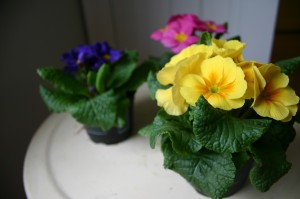 img_0938 Potted Primrose at $0.88 each are always a good choice.
