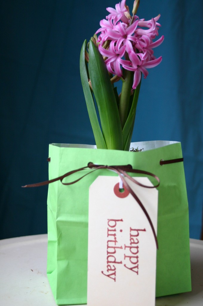 img_15441 A Hyacinth plant makes a charming gift once given a few extra touches.