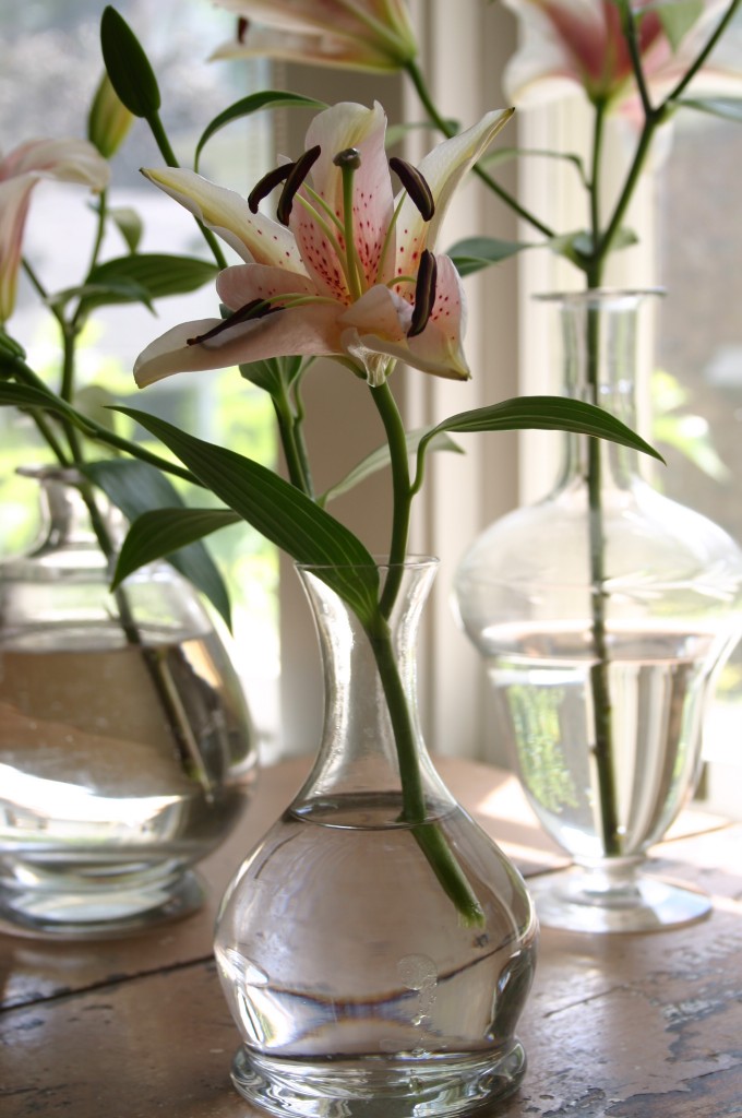 img_1984 A collection of glass carafes hold a single bloom.