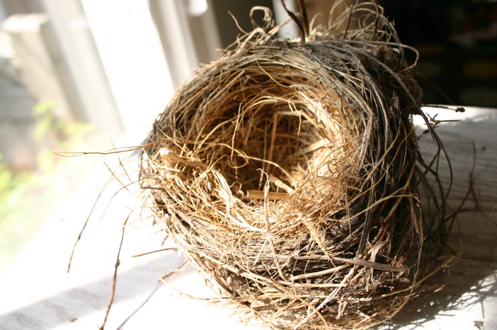 img_3199 We found this Robin's nest on the ground; children marvel at the work involved in making it. It is a true work of art.