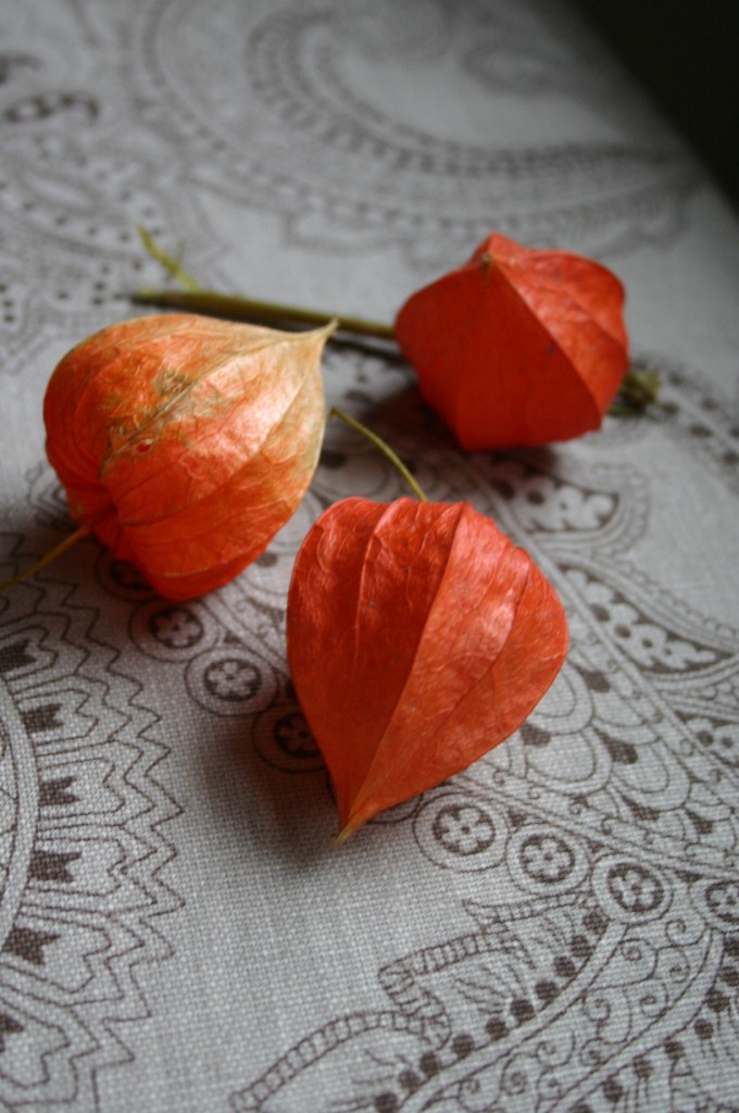 img_3284 The plant known as Chinese Lantern dries to a bright orange, paper thin lantern shaped seed pod. My kids love to collect these brilliant treasures.