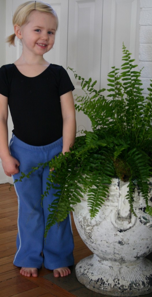 img_0491 Boston Ferns are available in supermarkets and home improvement stores and for under $10.00 each.
