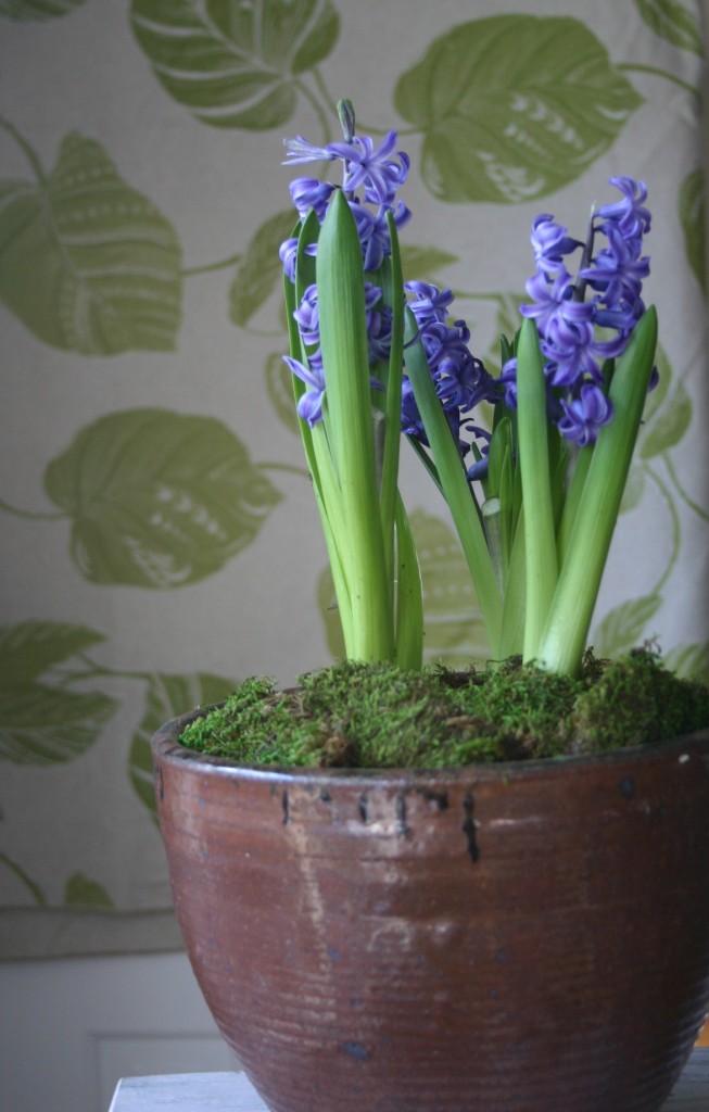 img_0963 Keep a bit of natural beauty by your bedside - you will notice a difference in your mood. I picked up these lavender hyacinths at my supermarket for about $5.00 and placed them inside of one of my favorite pots - a pleasant reminder that Winter will be over soon!