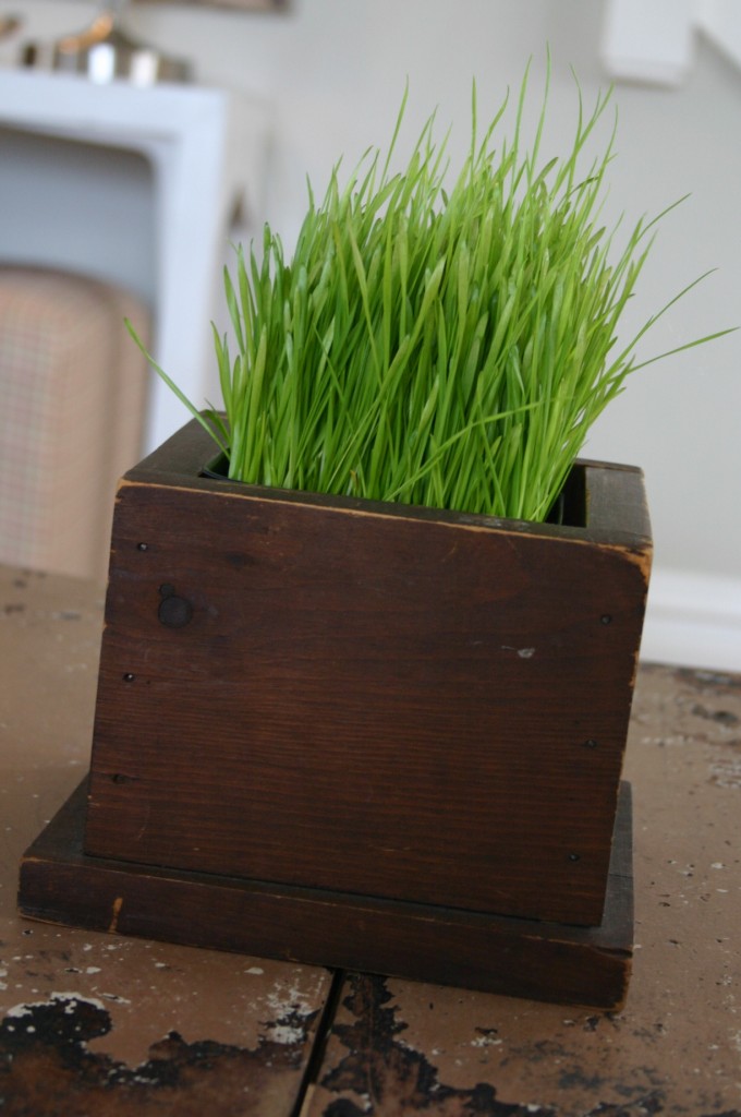 img_6300 Wheat grass is available in the produce section of my supermarket (Jewel).