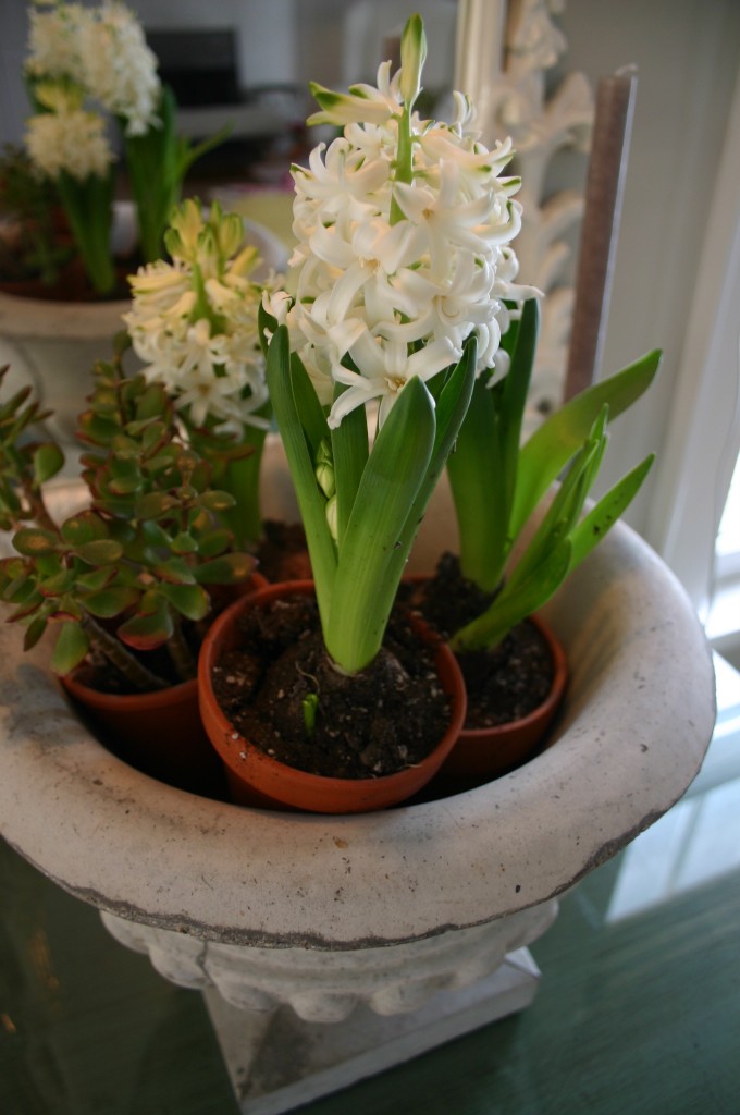 img_63311 A mixture of Hyacinths and succulents, individually potted and nested inside of an urn.