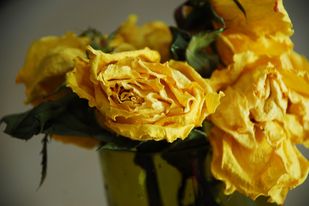 DSC_0093 Family Chic gardening and floral.