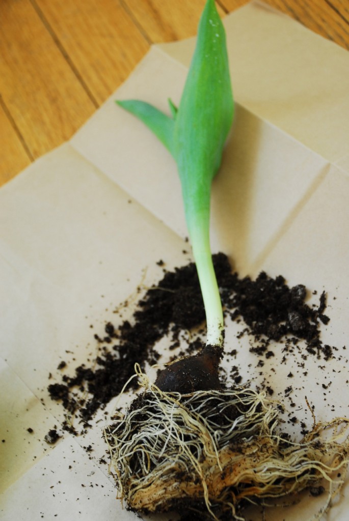 DSC_0094 Family Chic