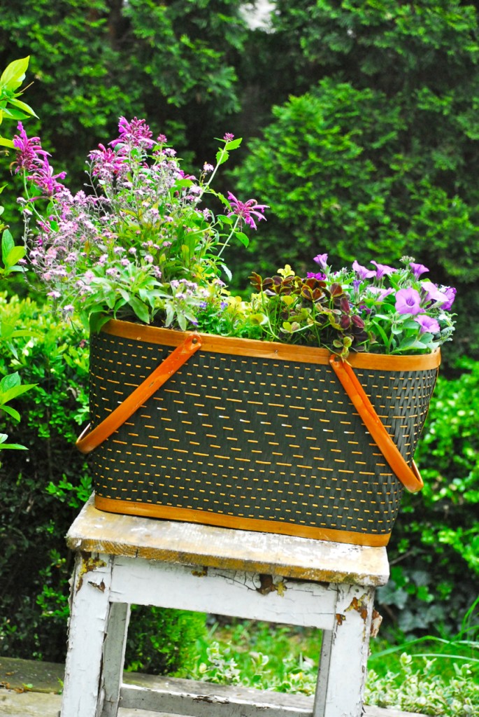 DSC_0079 Family Chic Gardening