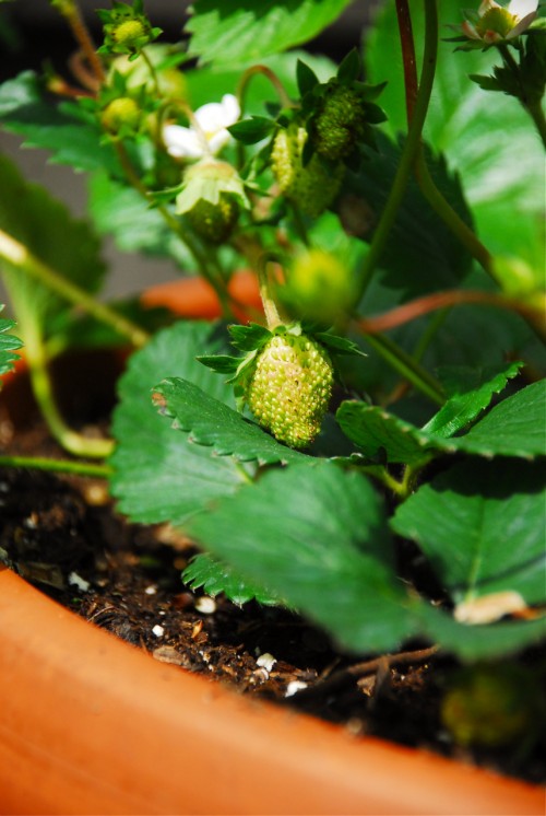 You can imagine how excited the kids were to see the flowers turn into strawberries. They were amazed and delighted.