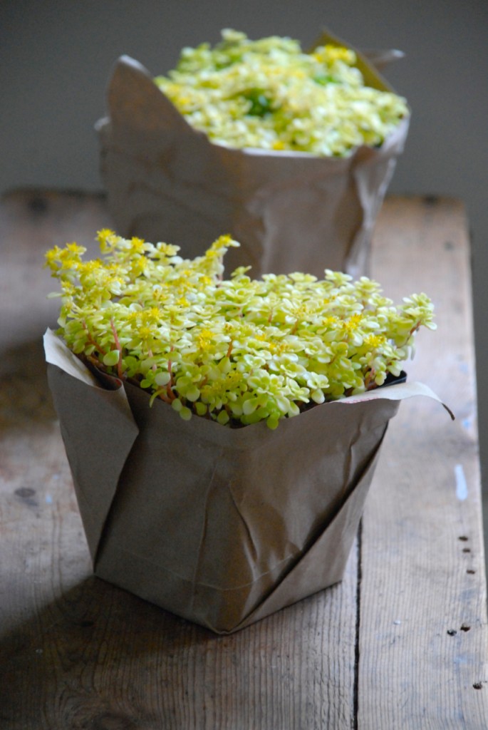 Family Chic paper wrapped plants family-chic.com