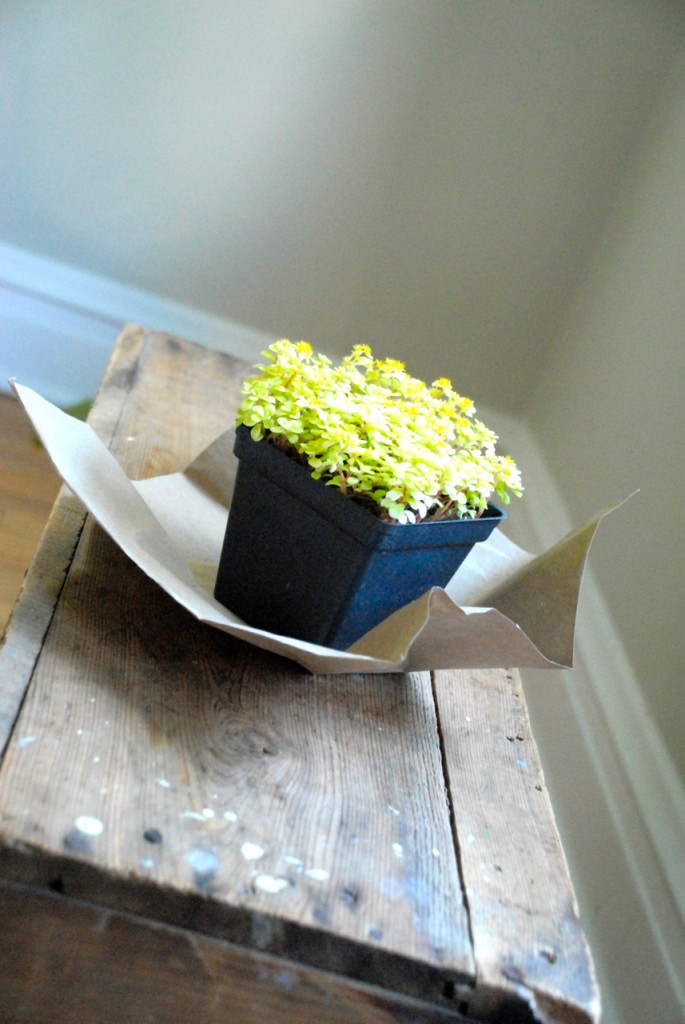 Family chic plant family-chic.com