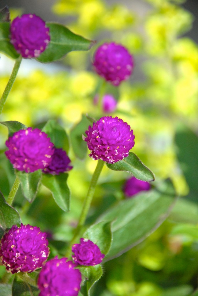 Globe Amaranth Family Chic Family Chic