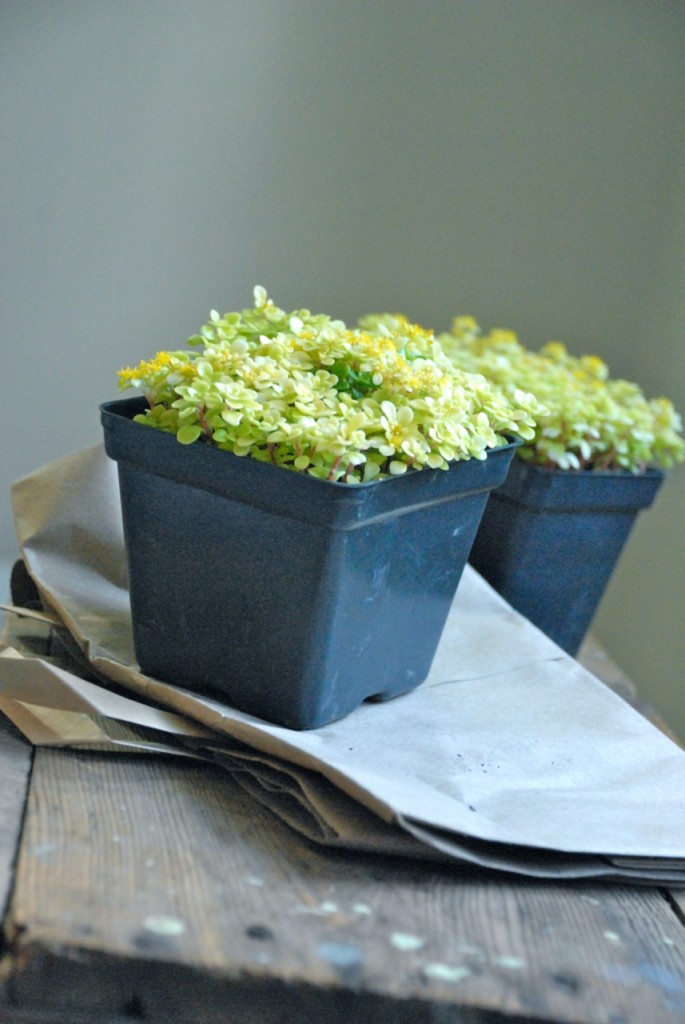 family chic plant cover how to family-chic.com