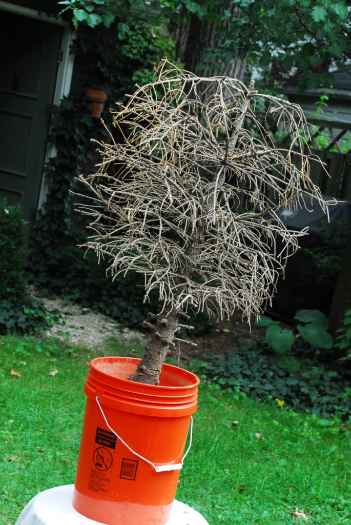 Family Chic Dead Halloween Tree www.family-chic.com