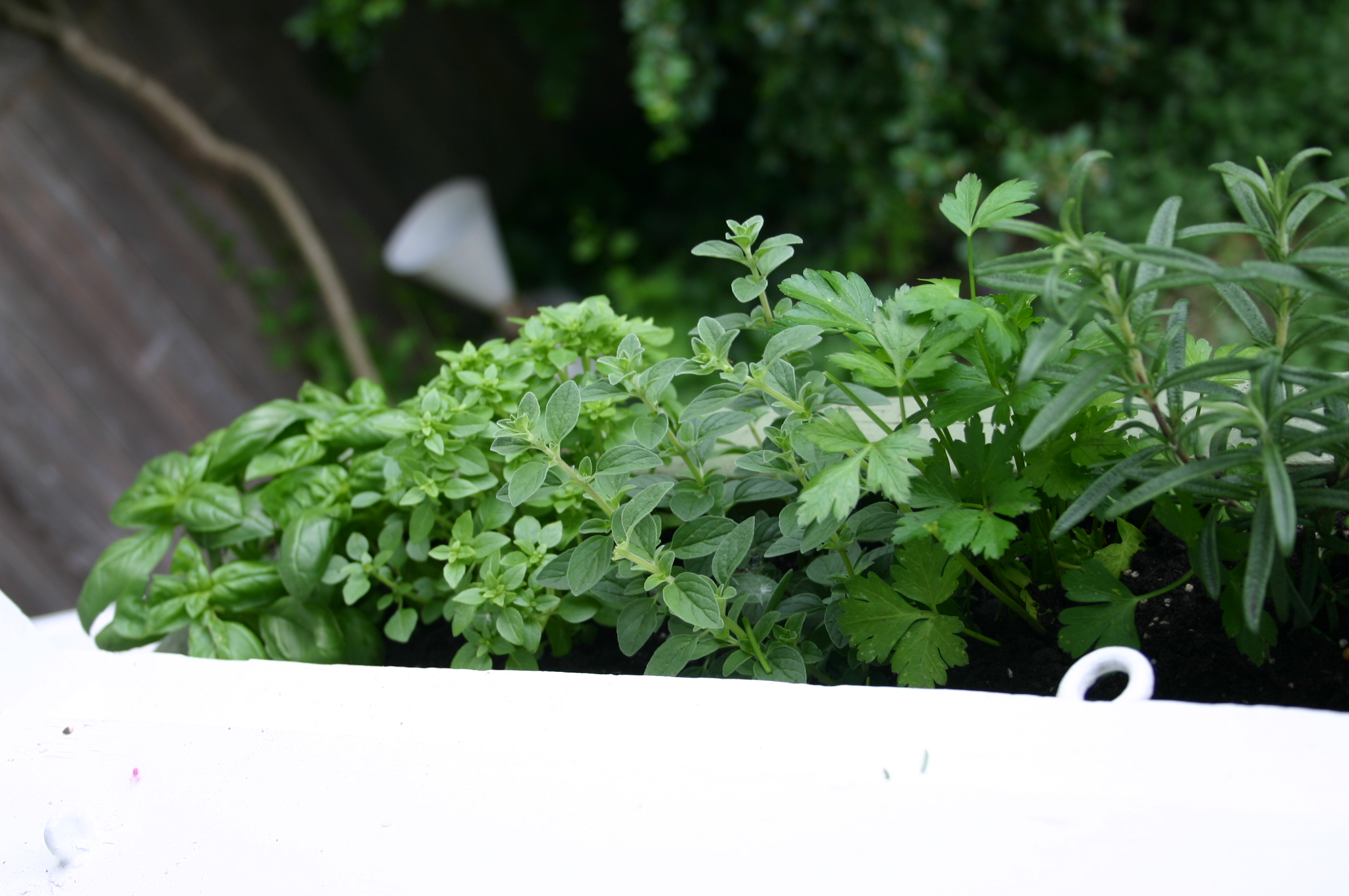 Kitchen Window Herb Garden Family Chic   IMG 1452 