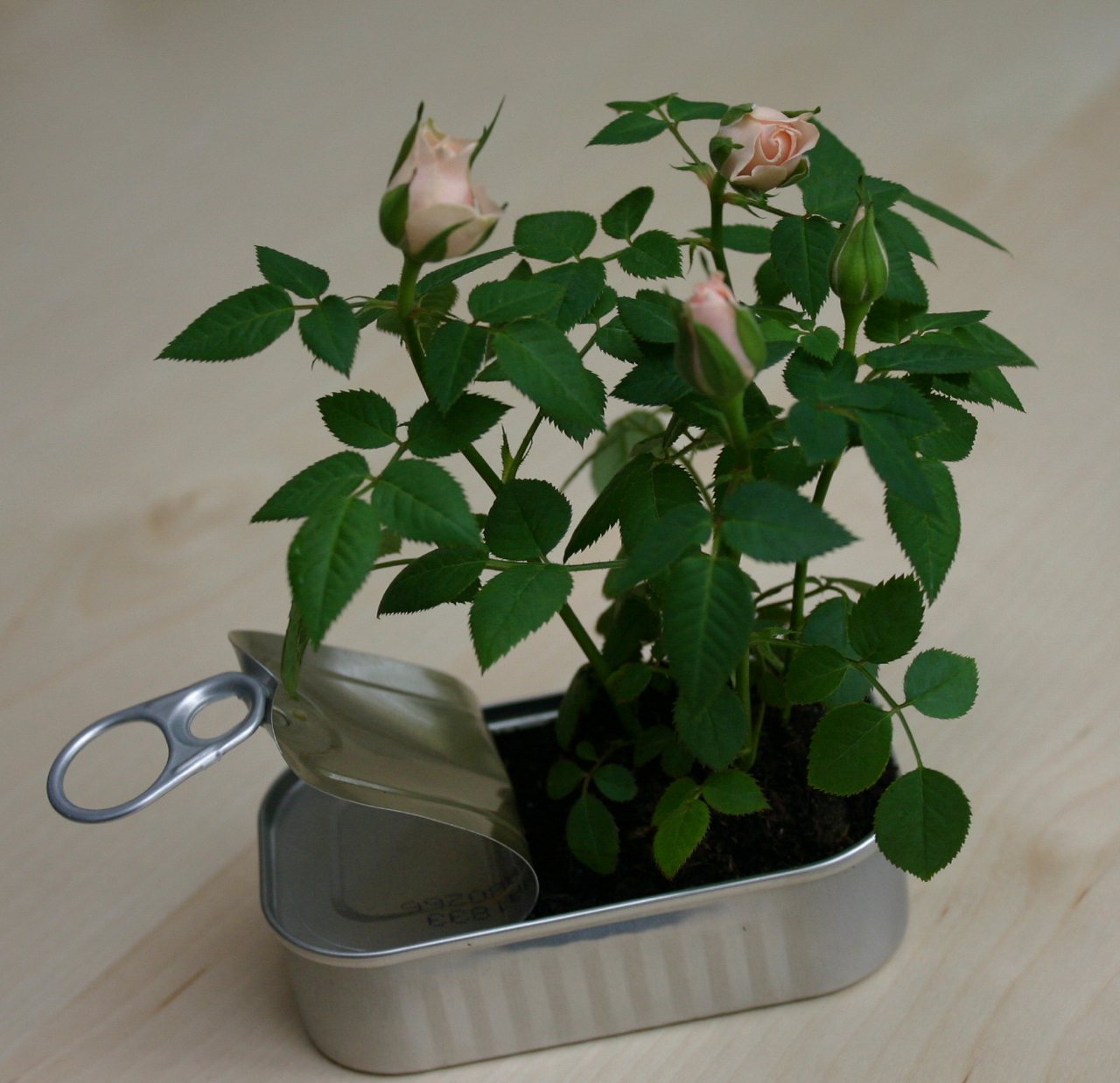 Opening Up A Can Of Roses Family Chic